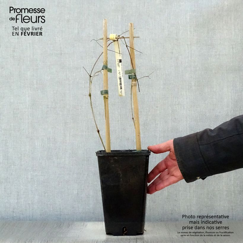Exemplar von Waldrebe Bonanza - Clematis Topf mit 2L/3L wie im Winter geliefert