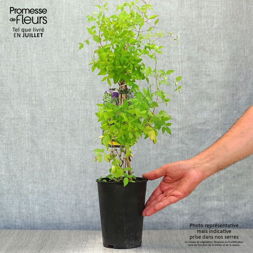 Exemplar von Waldrebe Little Bas - Clematis Topf mit 2L/3L wie im Sommer geliefert