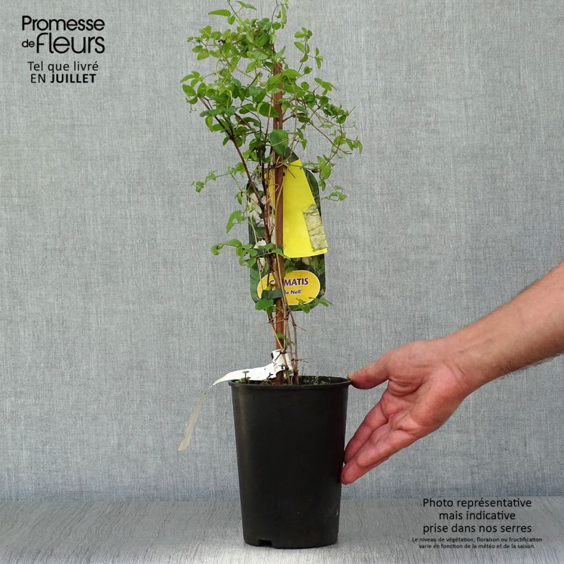 Exemplar von Waldrebe Little Nell - Clematis Topf mit 2L/3L wie im Sommer geliefert