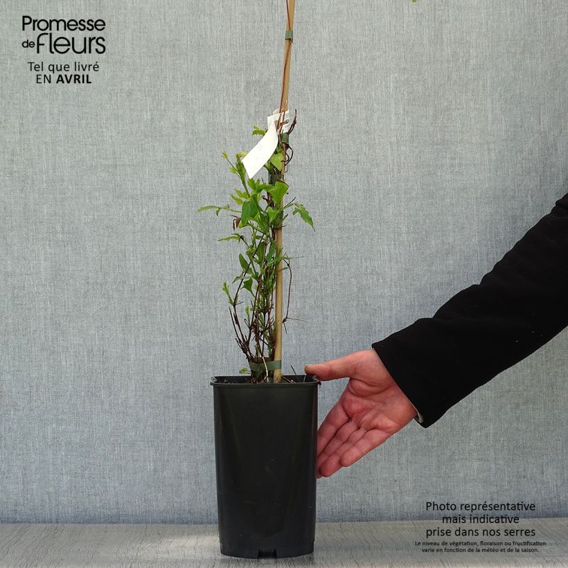Exemplar von Waldrebe Panther - Clematis Topf mit 2L/3LGelieferte Höhe ca. 60/80cm wie im Frühjahr geliefert