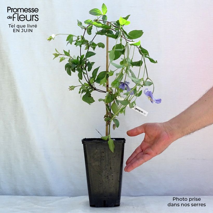 Exemplar von Waldrebe Perle d'Azur - Clematis Topf mit 2L/3L wie im Sommer geliefert