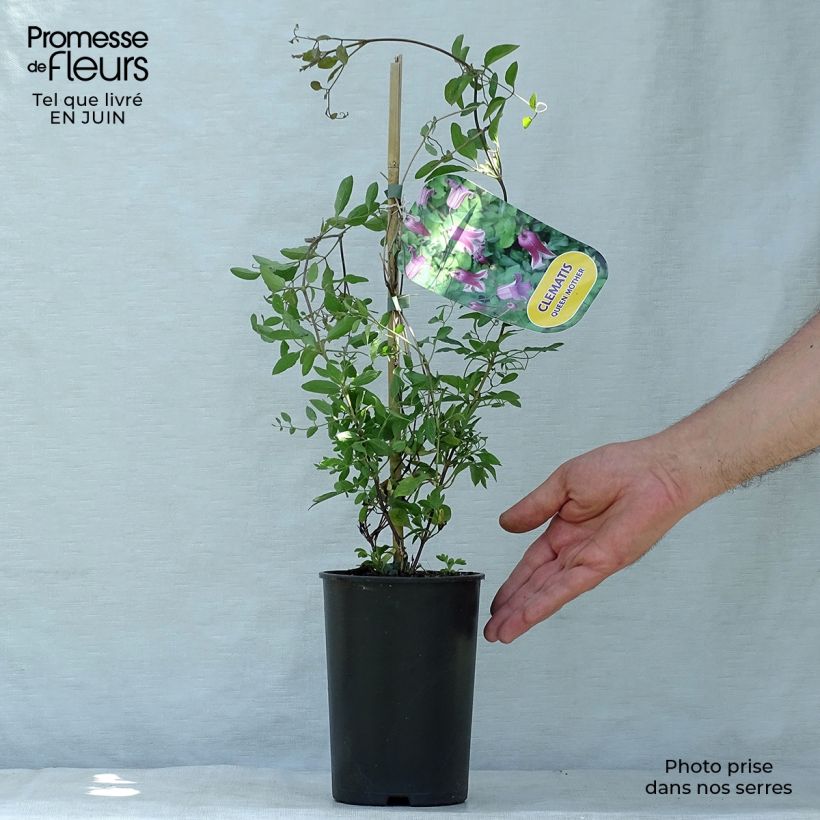 Exemplar von Clematis viticella Queen Mother - Waldrebe Topf mit 2L/3L wie im Sommer geliefert