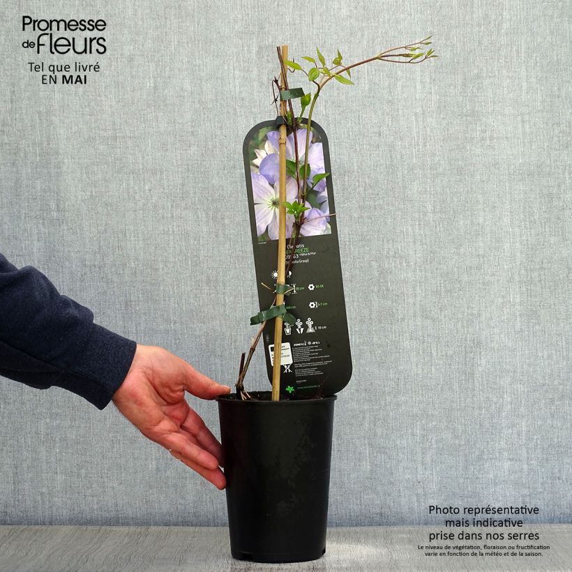 Exemplar von Waldrebe Sea Breeze - Clematis Topf mit 2L/3LGelieferte Höhe ca. 40/50cm wie im Frühjahr geliefert