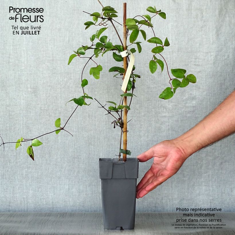 Exemplar von Waldrebe Delphine - Clematis Topf mit 2L/3L wie im Sommer geliefert