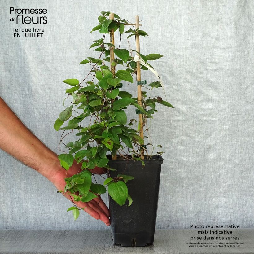 Exemplar von Waldrebe Henryi - Clematis Topf mit 1,5L/2L wie im Sommer geliefert