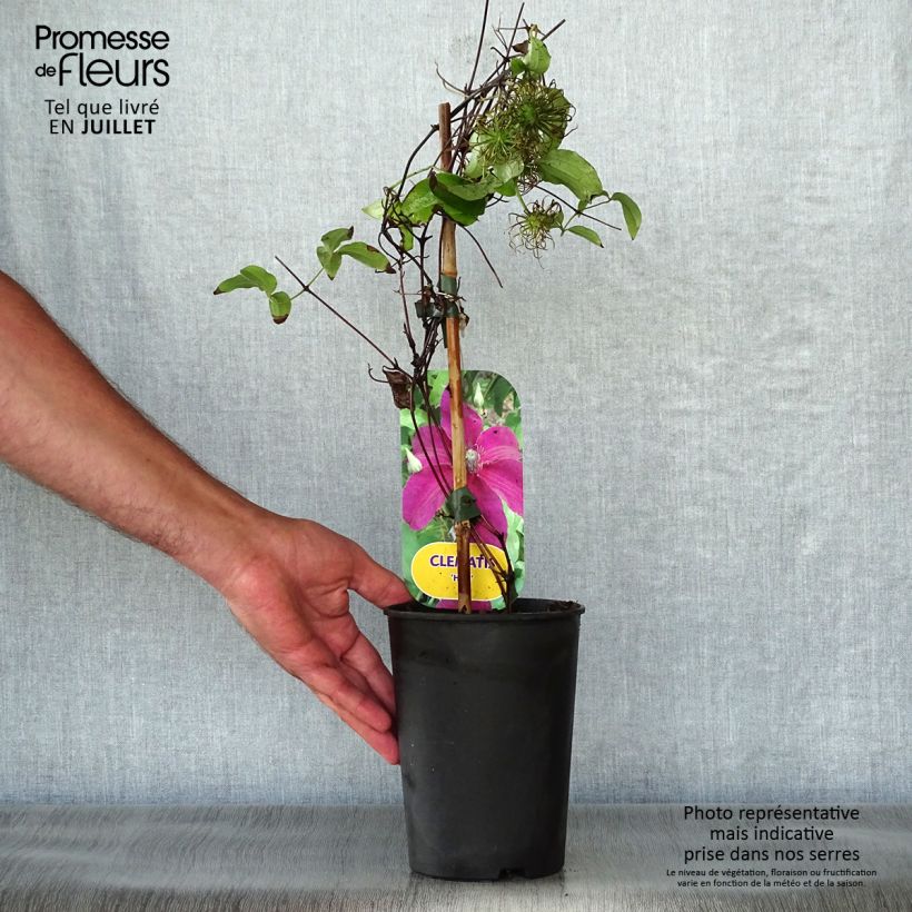 Exemplar von Waldrebe Huvi - Clematis Topf mit 2L/3L wie im Sommer geliefert