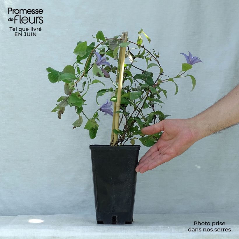 Exemplar von Clematis viticella Justa - Waldrebe Topf mit 1,5L/2L wie im Sommer geliefert