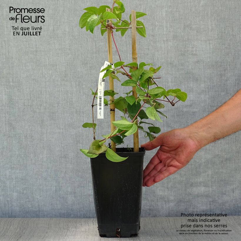 Exemplar von Waldrebe Mme Lecoultre - Clematis Topf mit 2L/3L wie im Sommer geliefert