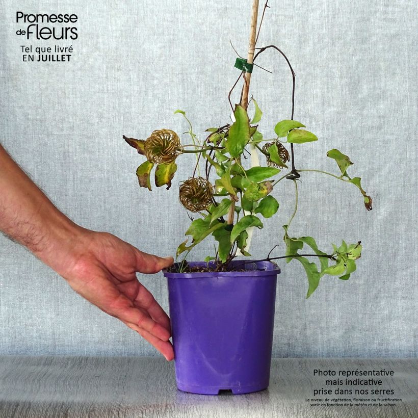 Exemplar von Waldrebe Wildfire - Clematis Topf mit 1,5L/2L wie im Sommer geliefert