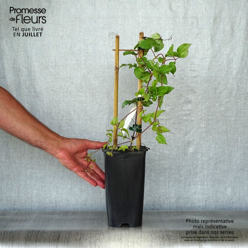 Exemplar von Waldrebe Xerxes - Clematis Topf mit 2L/3L wie im Sommer geliefert