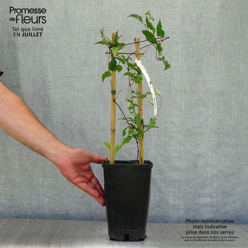 Exemplar von Clematis florida Utopia - Waldrebe Topf mit 2L/3L wie im Sommer geliefert