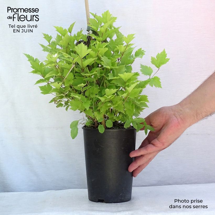 Exemplar von Clematis heracleifolia - Stauden-Waldrebe Topf mit 2L/3L wie im Sommer geliefert