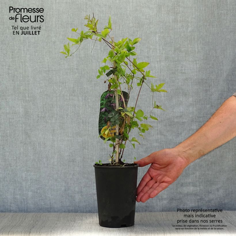 Exemplar von Clematis viticella - Waldrebe Topf mit 1,5L/2L wie im Sommer geliefert