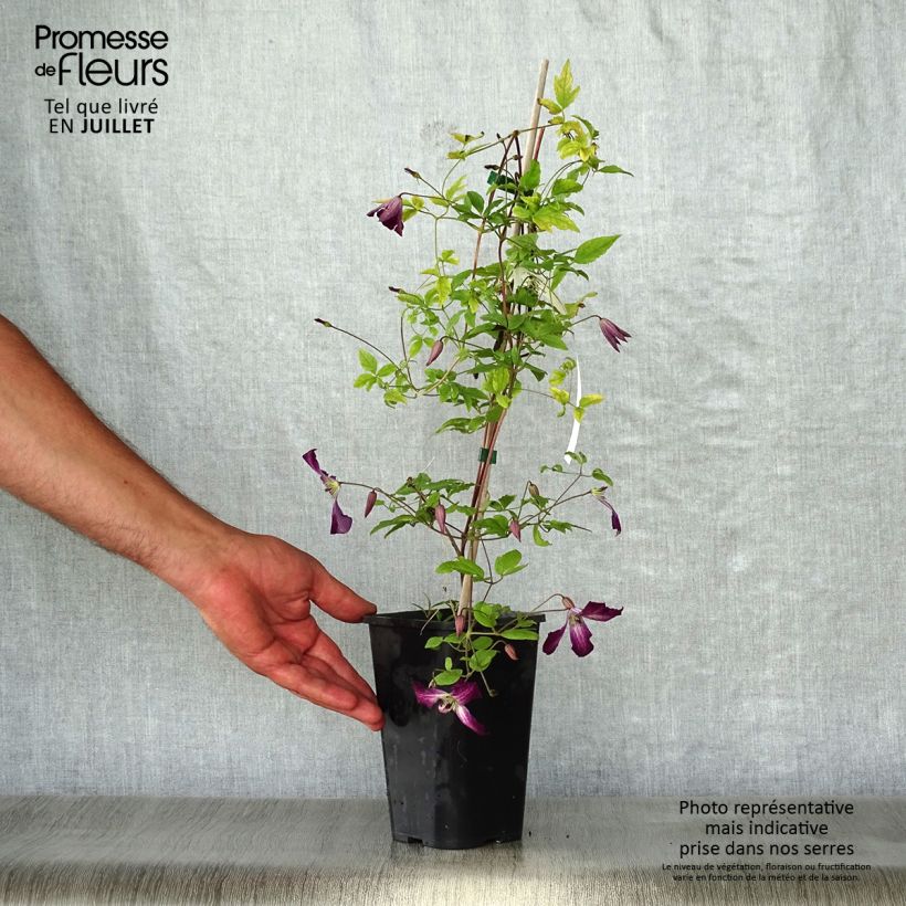 Exemplar von Clematis viticella Walemburg - Waldrebe Topf mit 1,5L/2LGelieferte Höhe ca. 60cm wie im Sommer geliefert