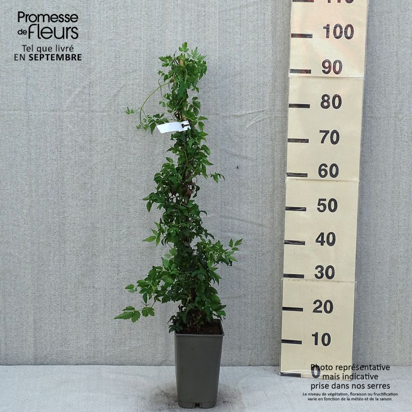 Exemplar von Waldrebe Willy - Clematis macropetala Topf mit 2L/3L wie im Sommer geliefert