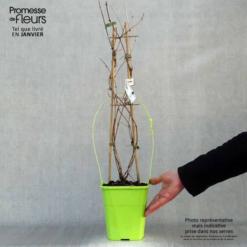 Exemplar von Clematis montana Double Delight - Berg-Waldrebe Topf mit 3L/4L wie im Winter geliefert