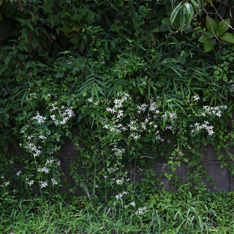 Waldrebe Southern Cross - Clematis (Hafen)
