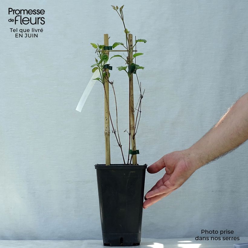 Exemplar von Clematis viticella John Howells - Waldrebe Topf mit 1,5L/2L wie im Sommer geliefert