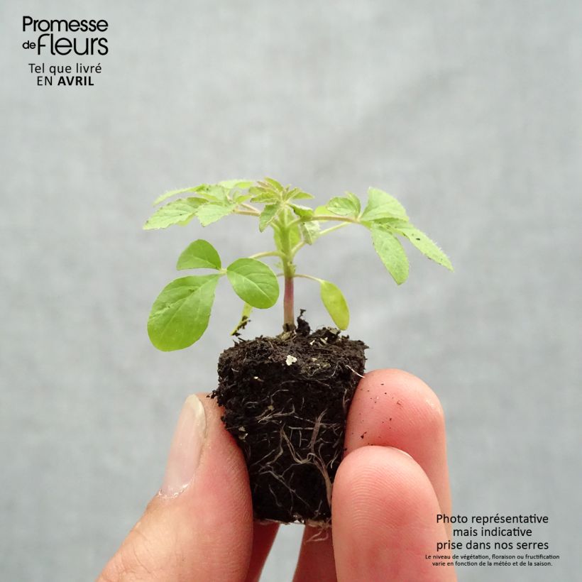 Exemplar von Spinnenpflanze Sparkler 2.0 White - Cleome Mini-Plug Ø 1,5/2,5 cm wie im Frühjahr geliefert