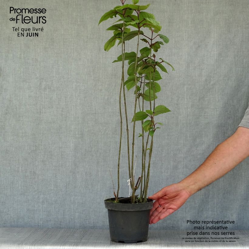 Exemplar von China Losbaum - Clerodendrum bungei Topf mit 2L/3L wie im Sommer geliefert