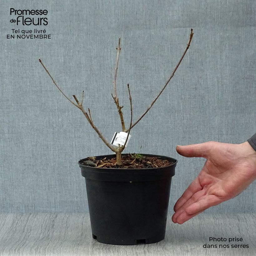 Exemplar von Japanischer Losbaum Variegatum - Clerodendrum trichotomum Topf mit 3L/4L wie im Herbst geliefert