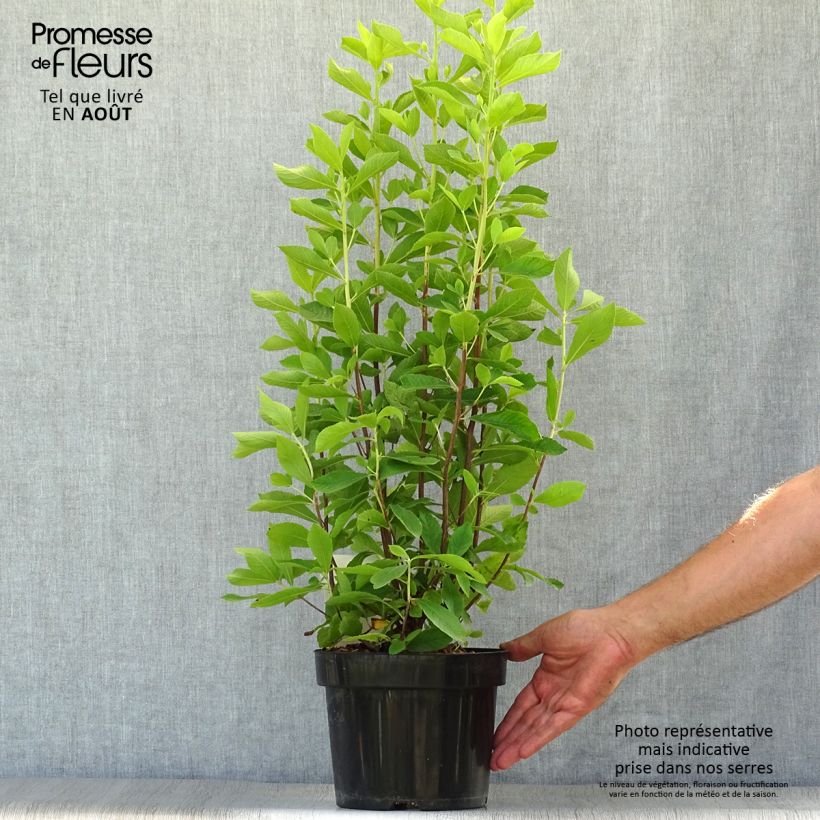 Exemplar von Clethra alnifolia Ruby Spice - Scheineller Topf mit 3L/4L wie im Sommer geliefert