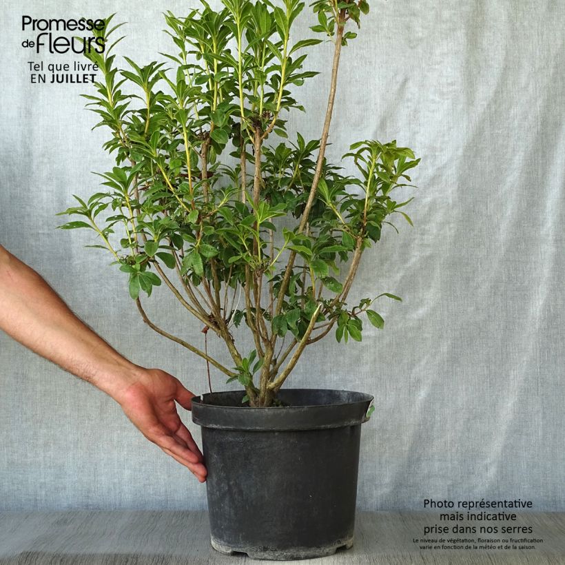 Exemplar von Clethra alnifolia Sixteen Candles - Scheineller Topf mit 7,5L/10L wie im Sommer geliefert