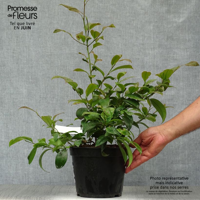 Exemplar von Cleyera japonica - Sperrstrauch Topf mit 4L/5L wie im Sommer geliefert