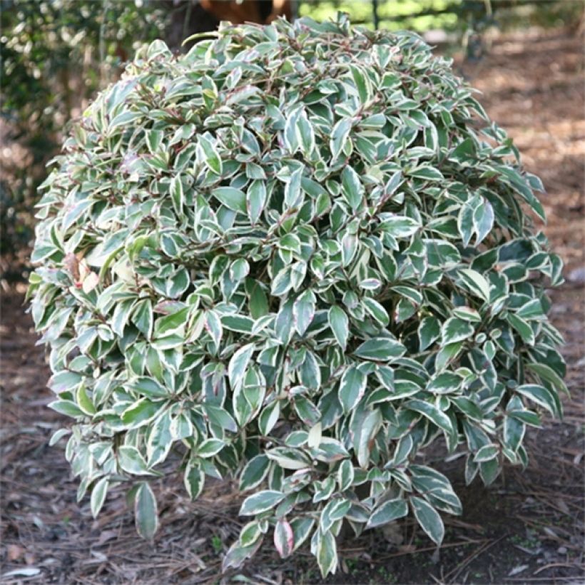 Cleyera japonica Variegata - Sperrstrauch (Laub)