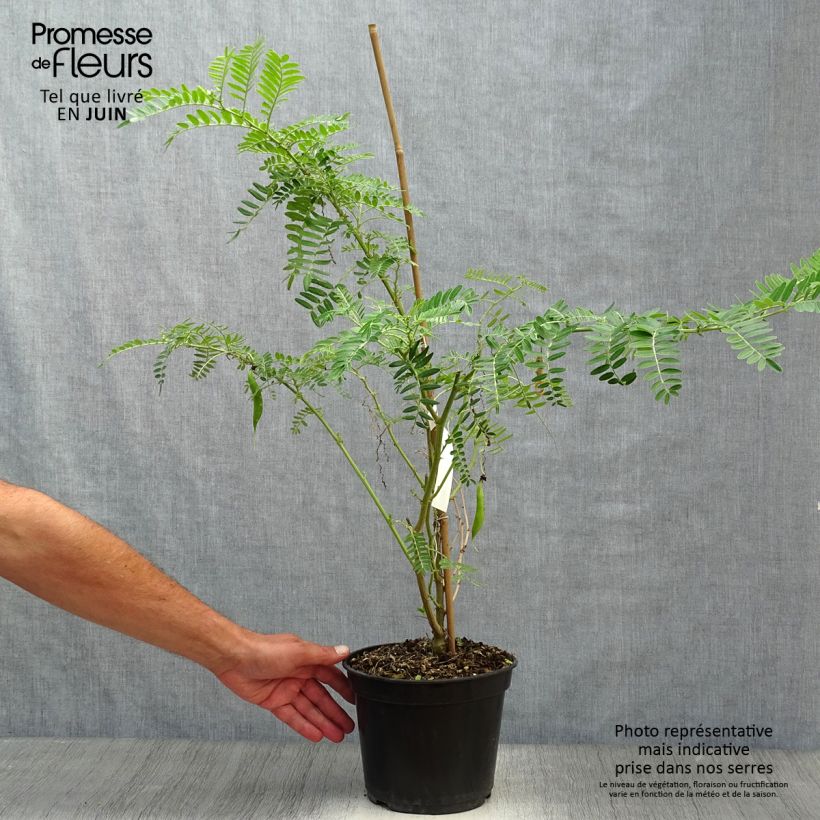 Exemplar von Clianthus puniceus Flamingo - Ruhmesblume Topf mit 3L/4L wie im Sommer geliefert