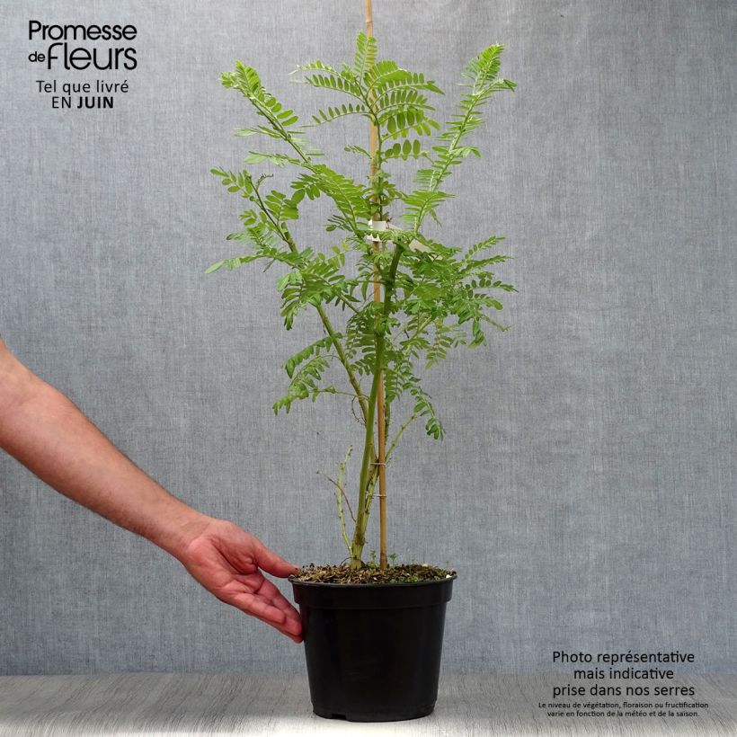Exemplar von Clianthus puniceus Kaka King - Ruhmesblume Topf mit 4L/5L wie im Sommer geliefert