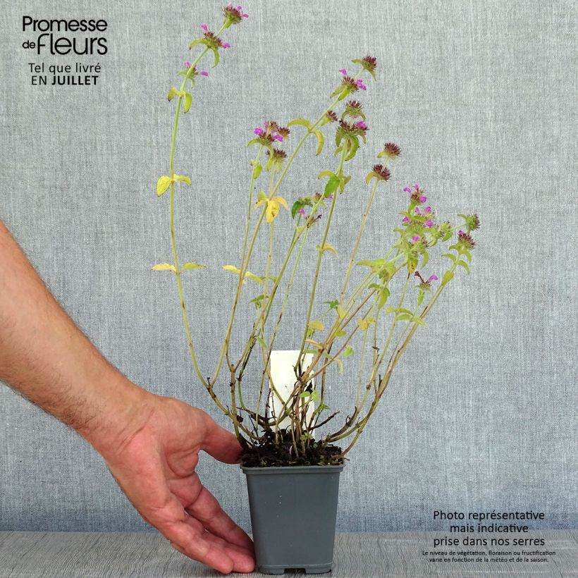 Exemplar von Clinopodium vulgare - Borstige Bergminze Kleine Töpfe von 8/9 cm wie im Sommer geliefert