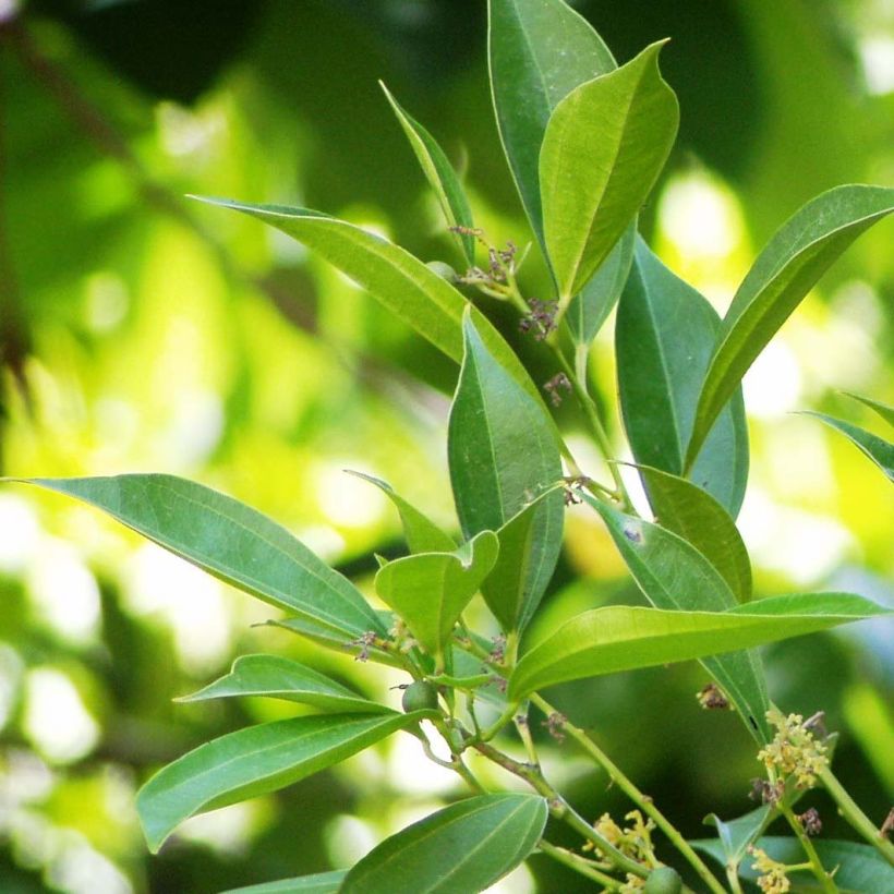 Cocculus laurifolius - Kokkelstrauch (Laub)
