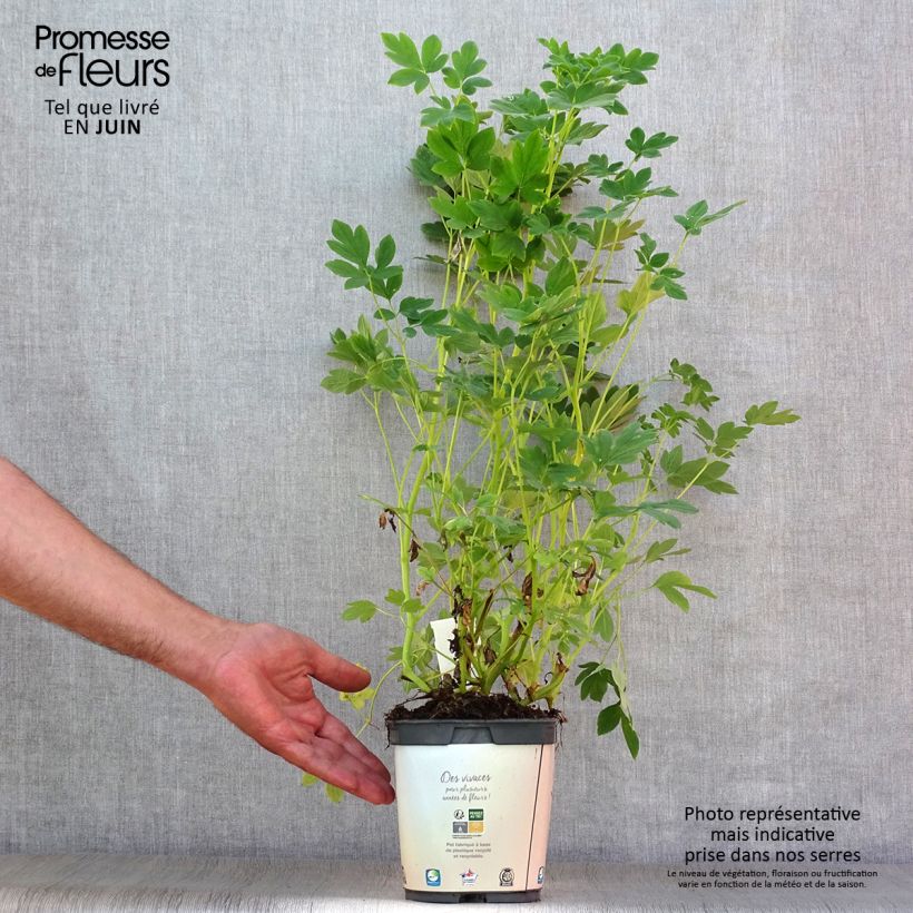 Exemplar von Dicentra spectabilis Alba - Tränendes Herz Topf mit 2L/3L wie im Sommer geliefert