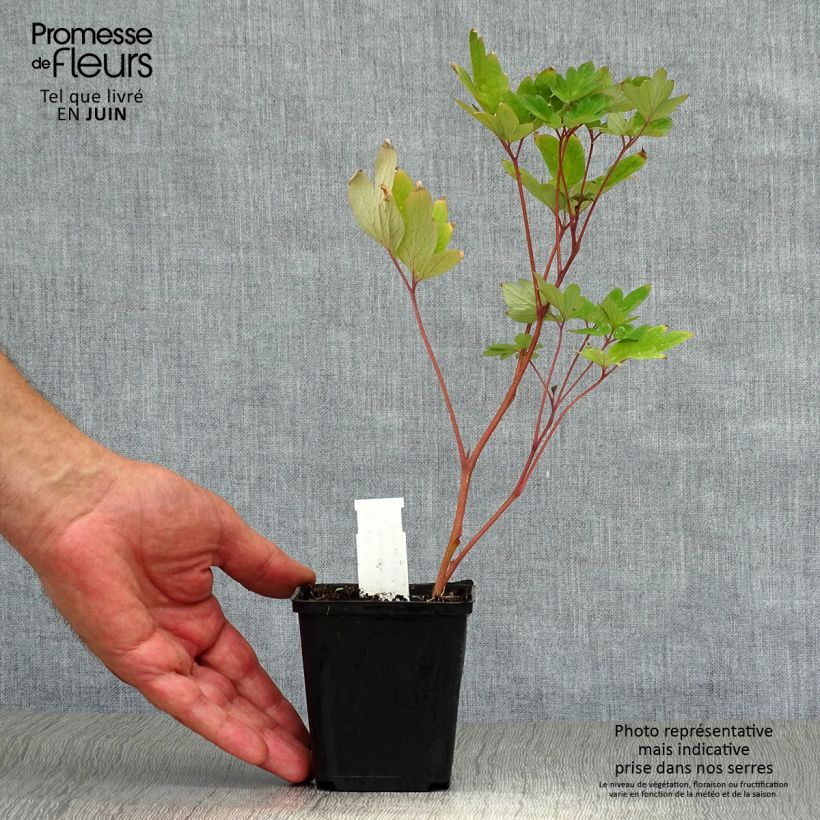 Exemplar von Dicentra spectabilis Valentine - Tränendes Herz Kleine Töpfe von 7/8 cm wie im Sommer geliefert
