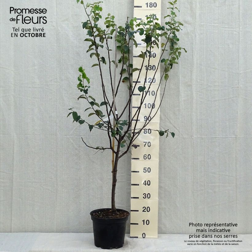 Exemplar von Quitte Champion - Cydonia oblonga Topf mit 7,5L/10L, Gobelet-Form wie im Herbst geliefert