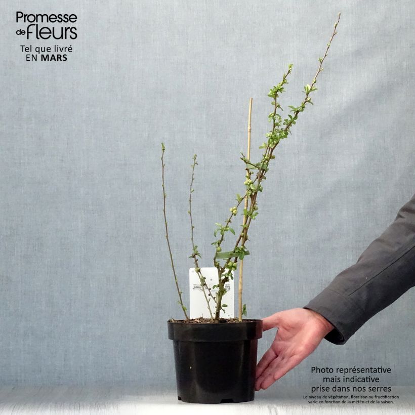Exemplar von Zierquitte Etna - Chaenomeles superba Topf mit 2L/3LGelieferte Höhe ca. 30/40cm wie im Frühjahr geliefert