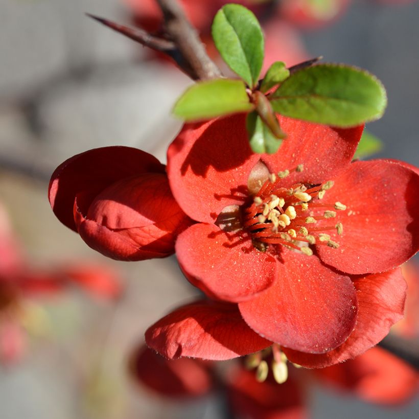 Zierquitte Hollandia - Chaenomeles superba (Blüte)