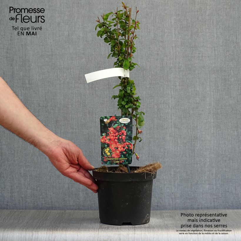 Exemplar von Japanische Zierquitte Cido - Chaenomeles japonica Topf mit 2L/3LGelieferte Höhe ca. 30/40cm wie im Frühjahr geliefert