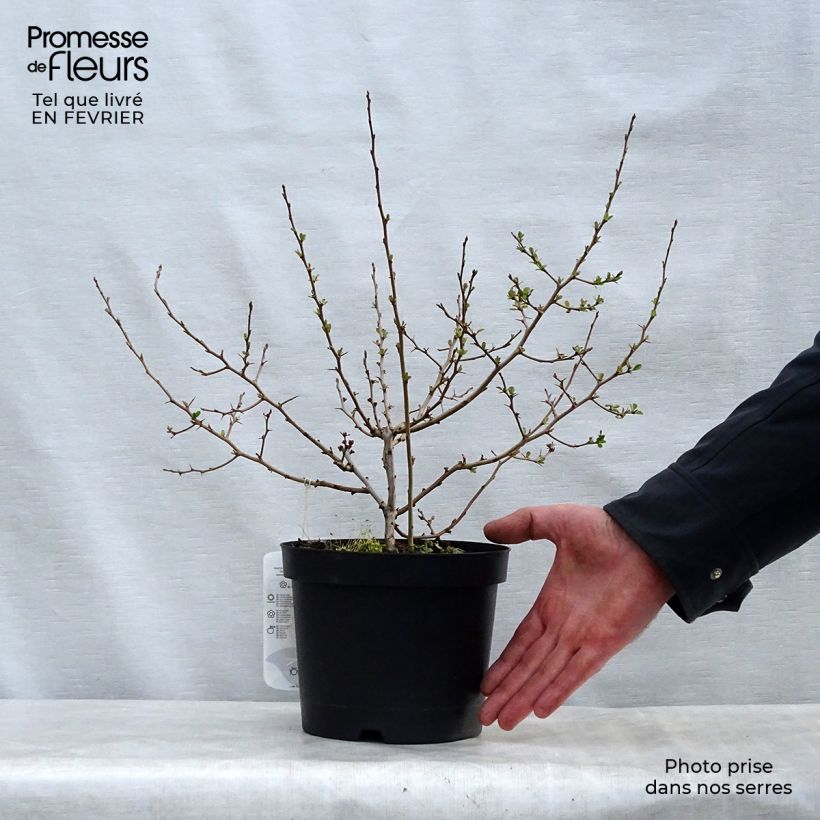 Exemplar von Zierquitte Fire dance - Chaenomeles speciosa Topf mit 2L/3L wie im Winter geliefert