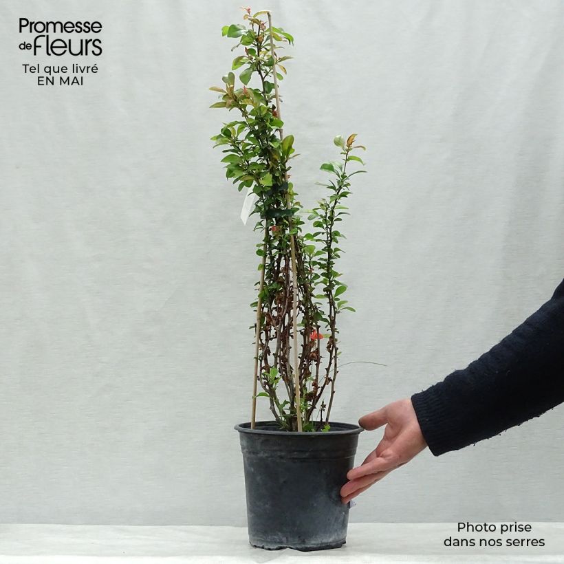 Exemplar von Zierquitte Friesdorfer - Chaenomeles speciosa Topf mit 3L/4LGelieferte Höhe ca. 40cm wie im Frühjahr geliefert