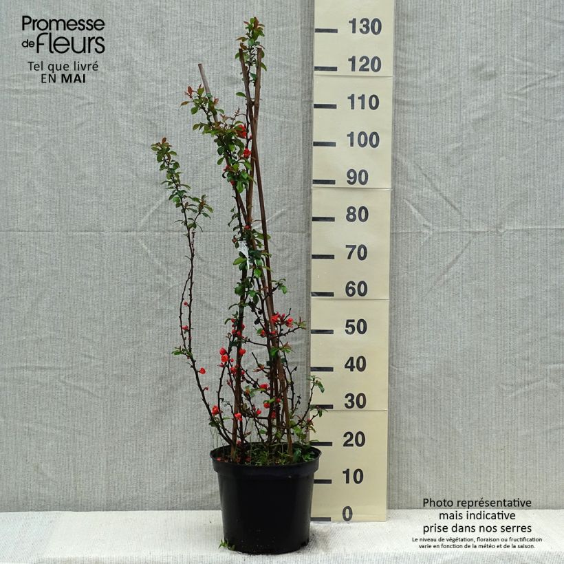 Exemplar von Zierquitte Friesdorfer - Chaenomeles speciosa Topf mit 7,5L/10LGelieferte Höhe ca. 50/60cm wie im Frühjahr geliefert