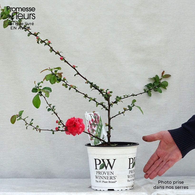 Exemplar von Zierquitte Pink Storm - Chaenomeles speciosa Topf mit 2L/3LGelieferte Höhe ca. 30/40cm wie im Frühjahr geliefert