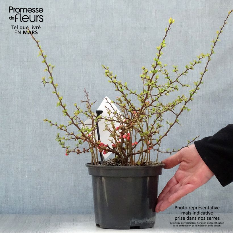 Exemplar von Zierquitte Red Joy - Chaenomeles superba Topf mit 2L/3LGelieferte Höhe ca. 30/40cm wie im Frühjahr geliefert