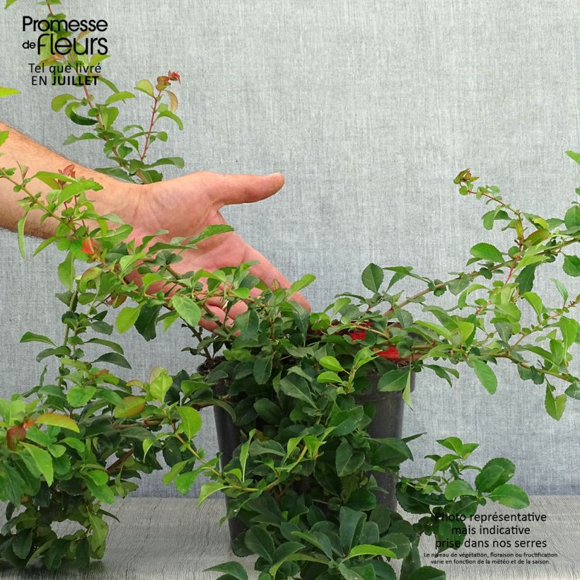 Exemplar von Japanische Zierquitte Sargentii - Chaenomeles japonica Topf mit 3L/4L wie im Sommer geliefert