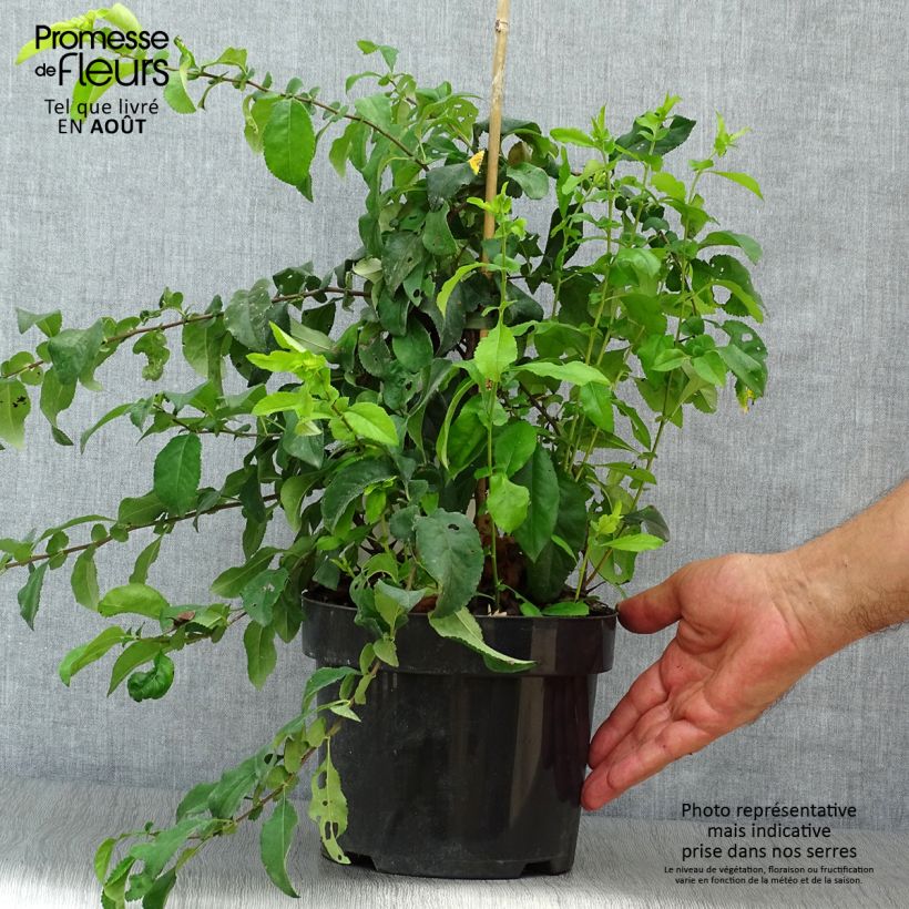 Exemplar von Zierquitte Yukigoten - Chaenomeles speciosa Topf mit 3L/4L wie im Sommer geliefert