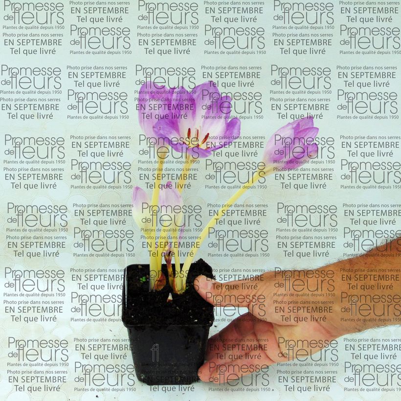 Beispiel eines Exemplars von Colchicum autumnale Major - Herbst-Zeitlose Kleine Töpfe von 8/9 cm wie geliefert
