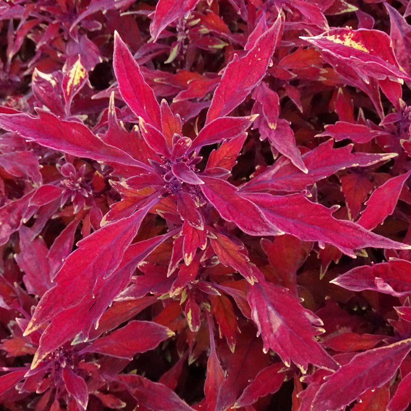 Buntnessel FlameThrower Salsa Roja - Solenostemon (Laub)