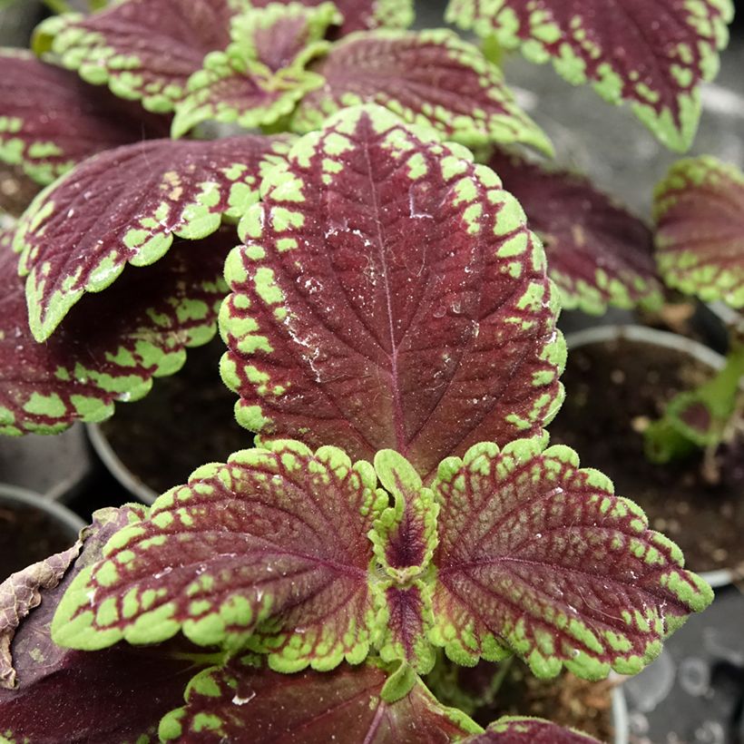 Coleus MS Abbey Road - Buntnessel (Laub)