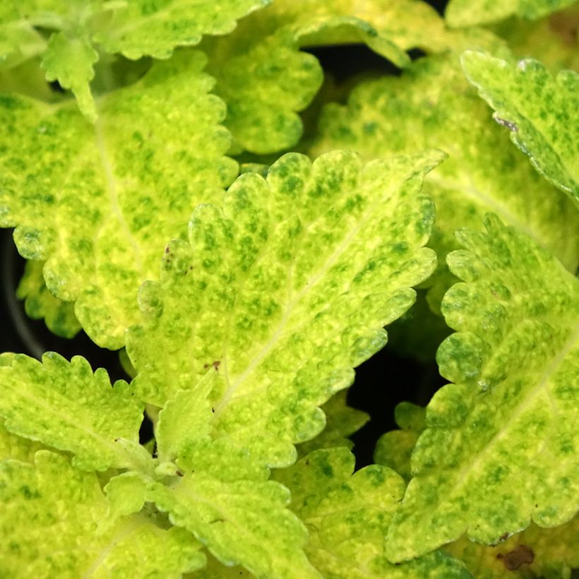 Coleus MS River Walk - Buntnessel (Laub)